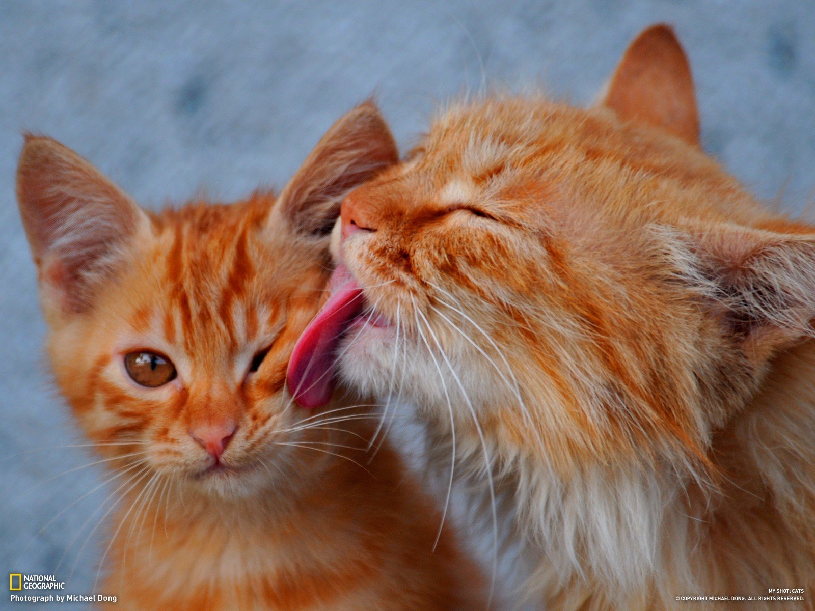 cats, Animals, Licking Wallpaper