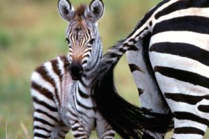 nature, Zebras