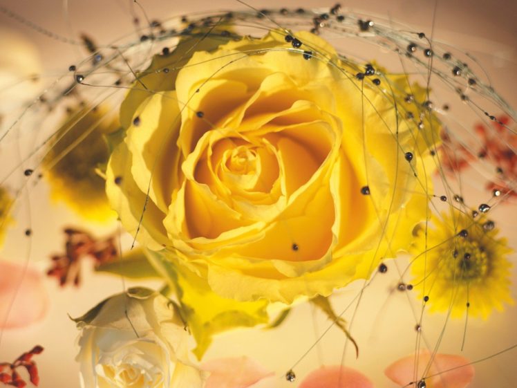 flowers, Spring, Yellow, Rose HD Wallpaper Desktop Background