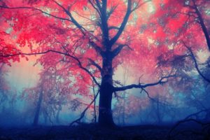 landscapes, Forest, Autumn, Fall, Leaves, Fog