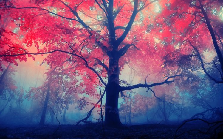 landscapes, Forest, Autumn, Fall, Leaves, Fog HD Wallpaper Desktop Background