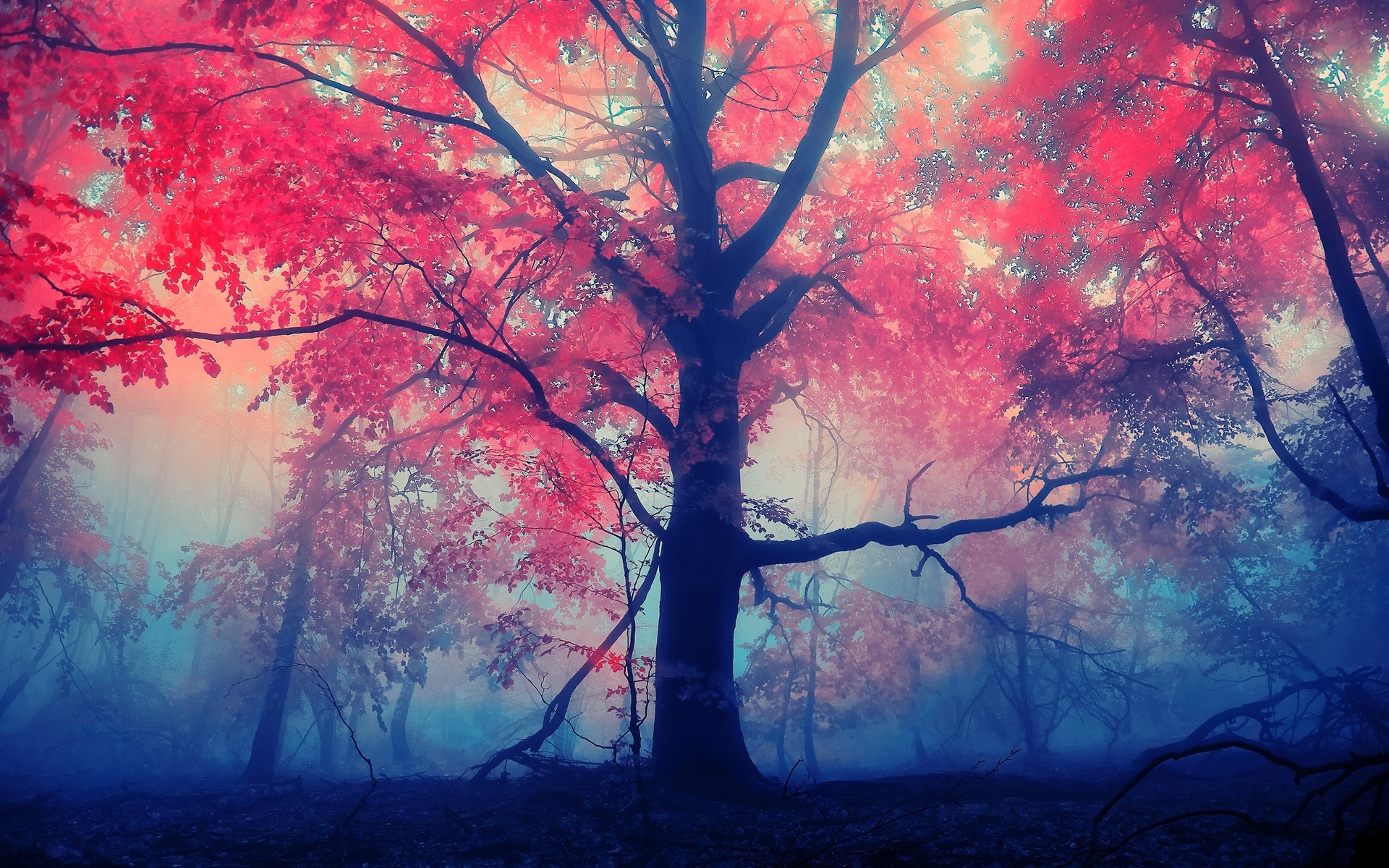 landscapes, Forest, Autumn, Fall, Leaves, Fog Wallpaper