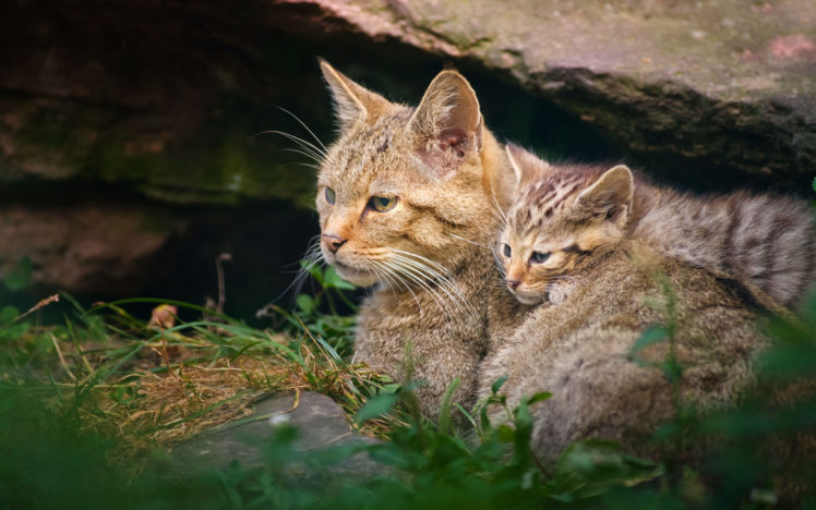 kittens, Baby, Animals, Babies HD Wallpaper Desktop Background