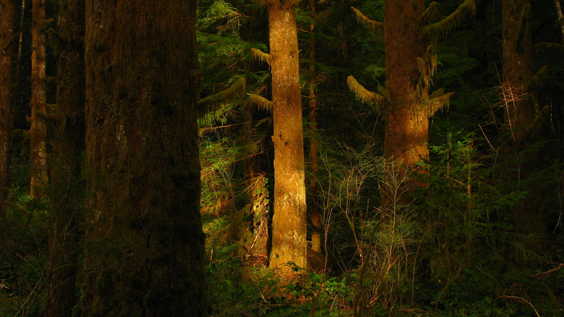 forest Wallpaper
