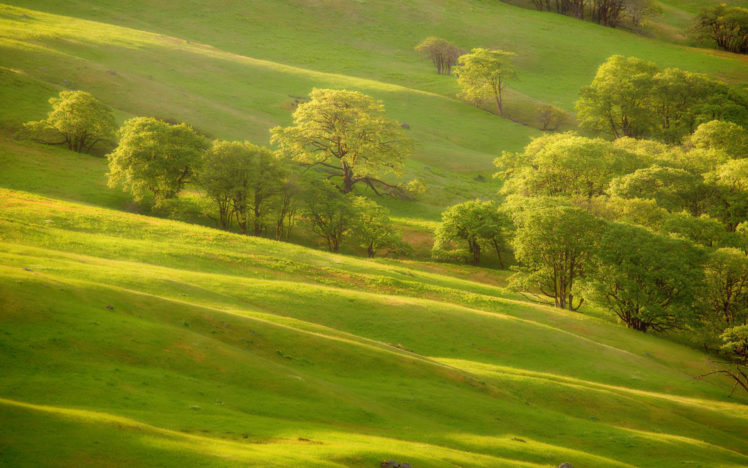 trees, Hill HD Wallpaper Desktop Background