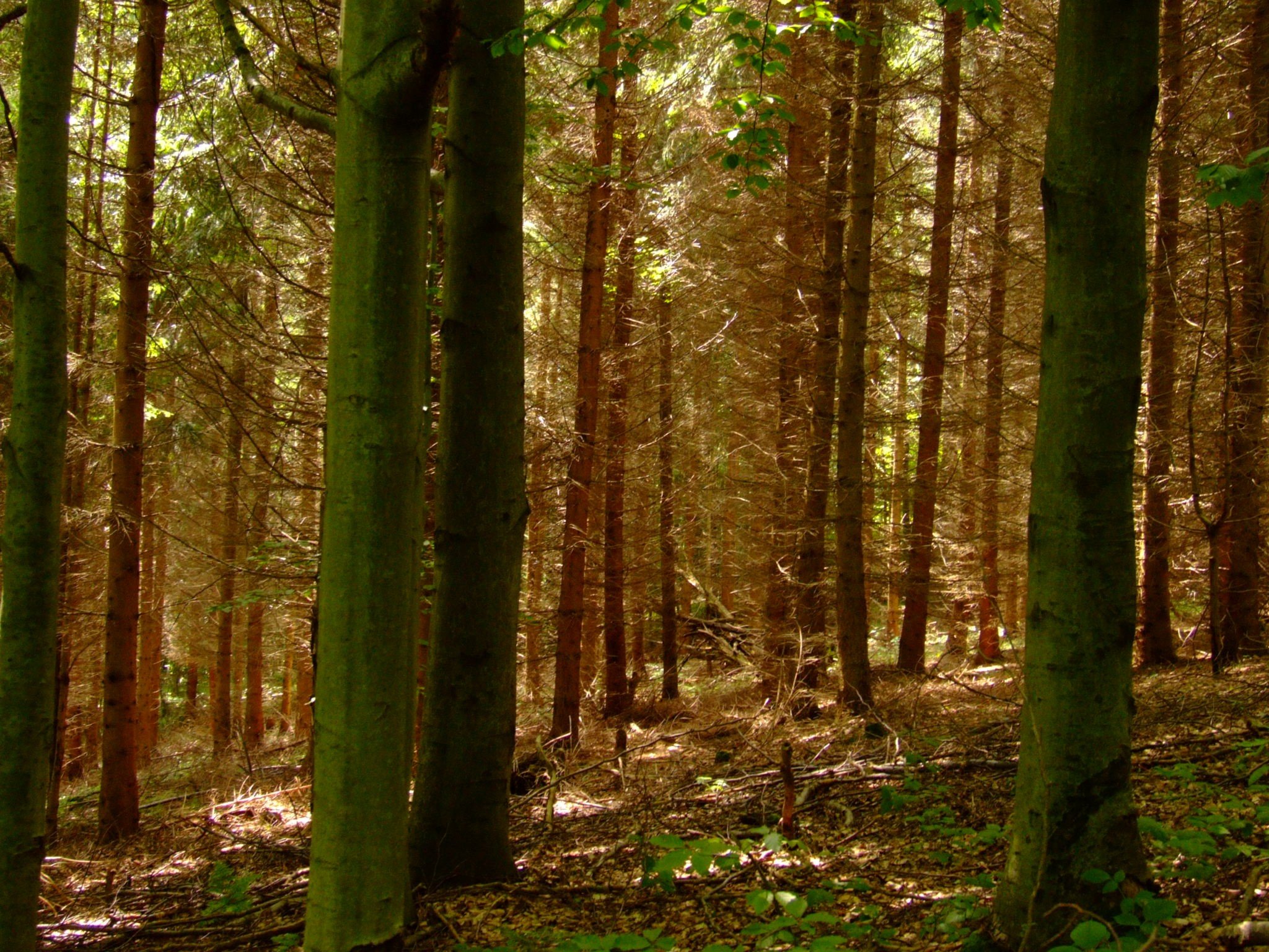 nature, Forests, Colors Wallpaper