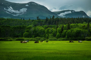 horses, Trees, Forest, Mountains, Sky