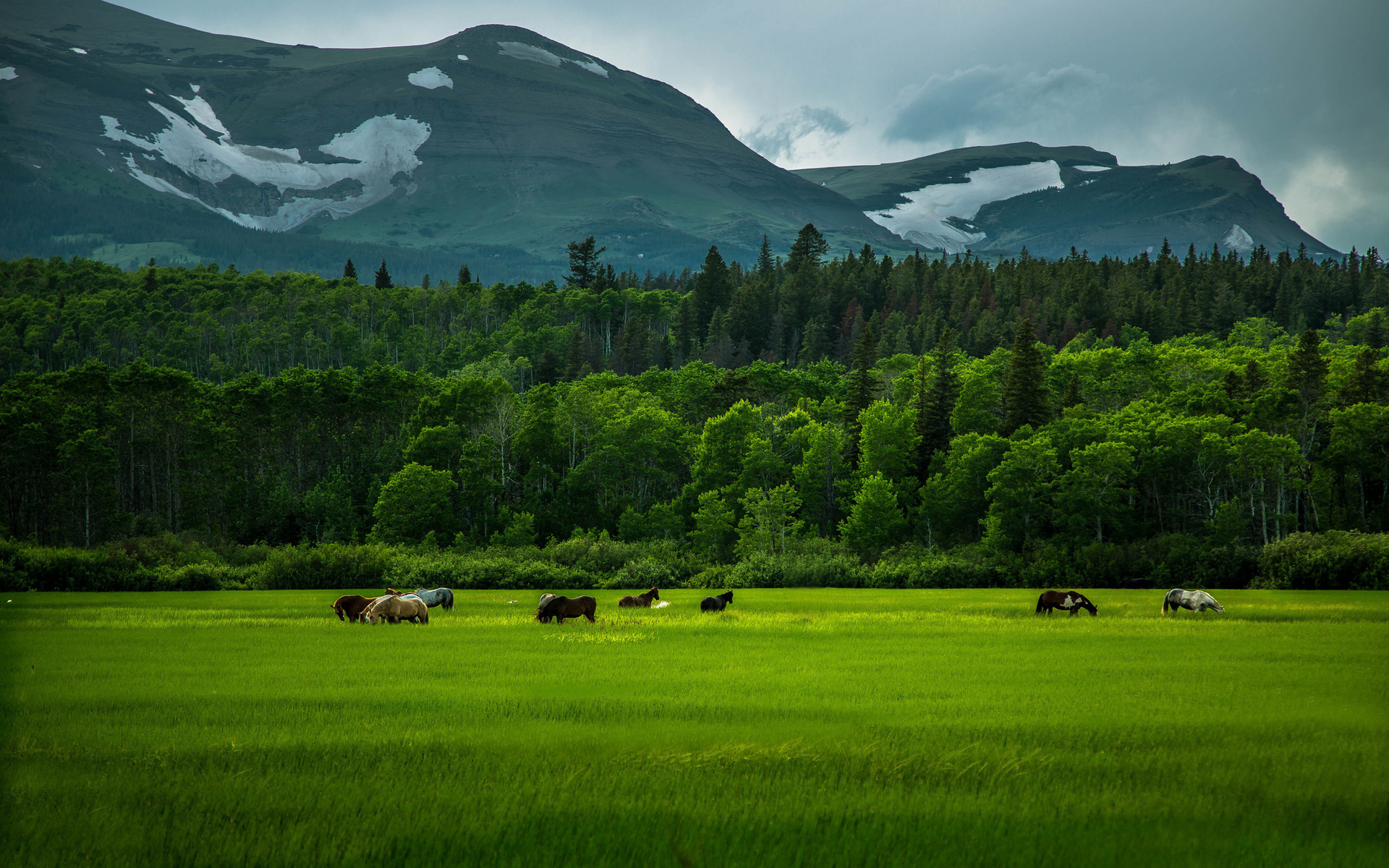 horses, Trees, Forest, Mountains, Sky Wallpaper
