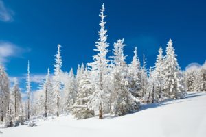blue, Clouds, Winter, Snow, Evergreen, Skyscapes