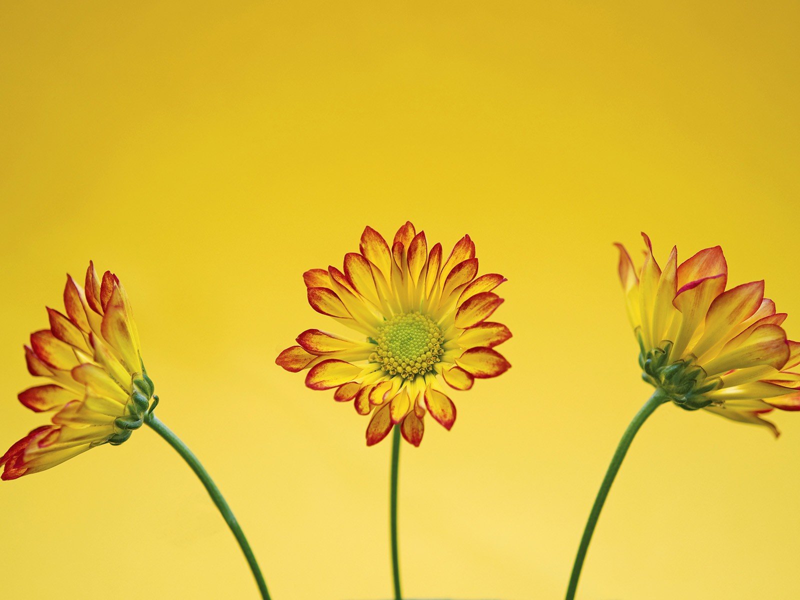 flowers, Yellow, Roma Wallpaper