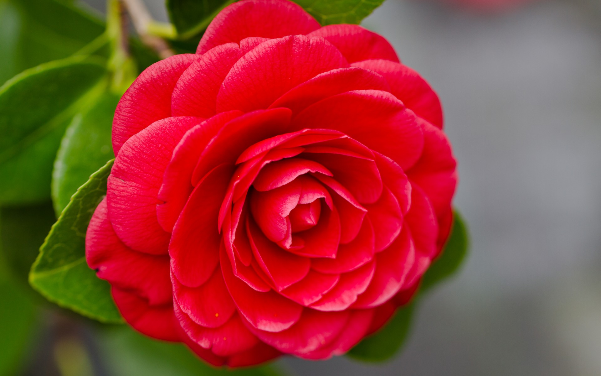 red Wallpaper