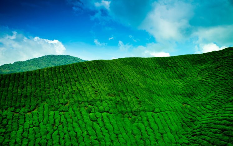 mountains, Plantation, Tea, Green, Sky, Blue, Clouds, Sky, Green HD Wallpaper Desktop Background