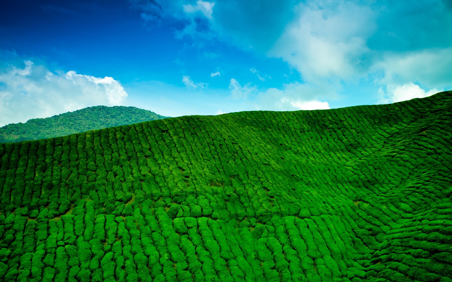 mountains, Plantation, Tea, Green, Sky, Blue, Clouds, Sky, Green Wallpaper