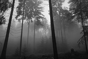 trees, Forests, Grayscale