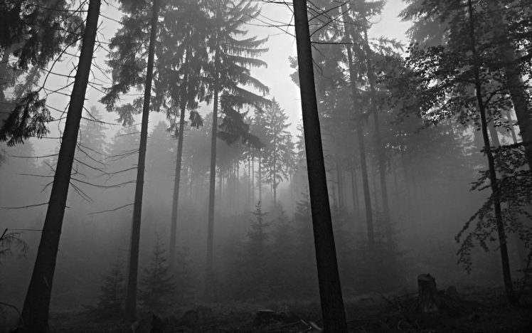 trees, Forests, Grayscale HD Wallpaper Desktop Background