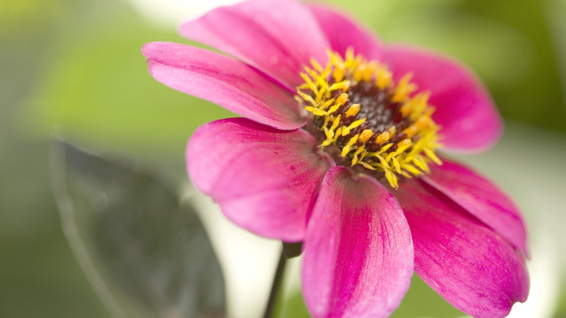 flowers, Pink, Flowers Wallpaper