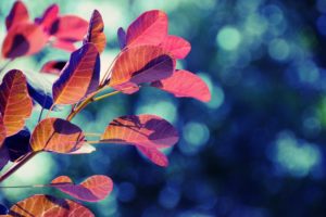 nature, Red, Leaves, Bokeh