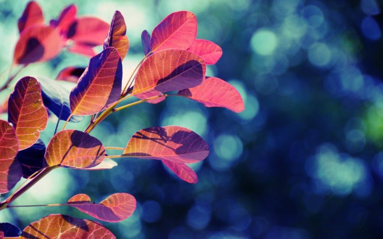 nature, Red, Leaves, Bokeh HD Wallpaper Desktop Background