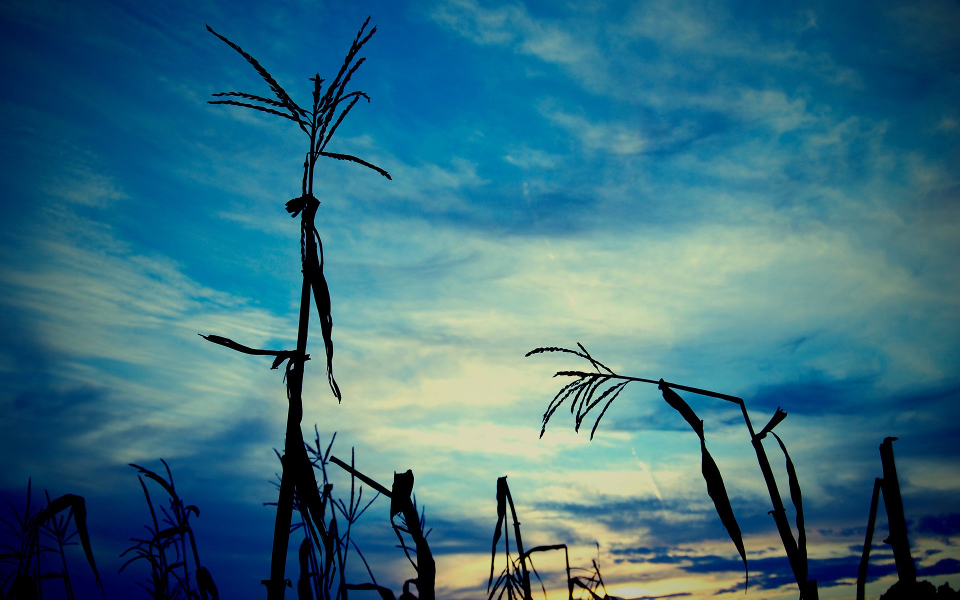 silhouettes, Plants, Skyscapes Wallpaper