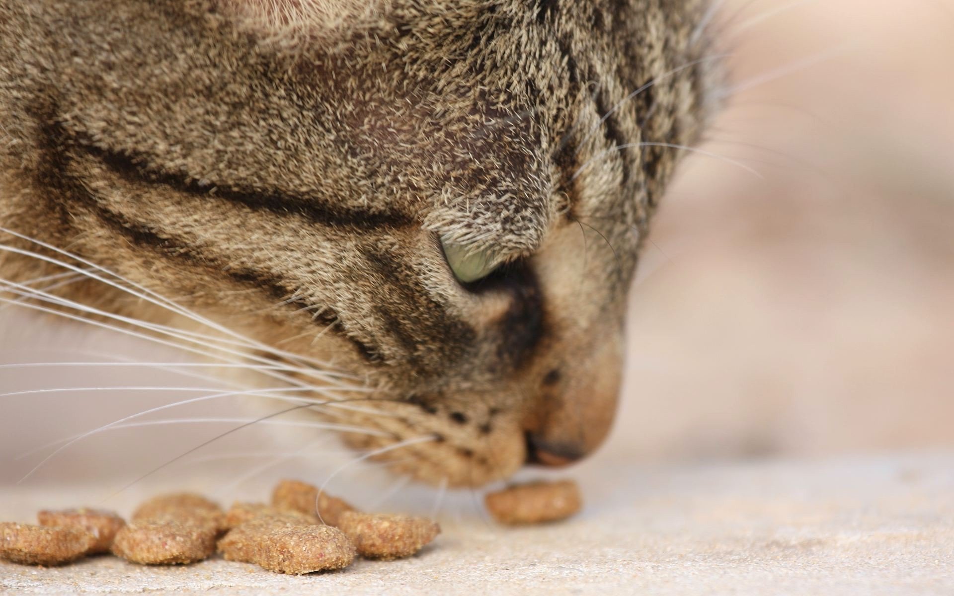 cats Wallpaper