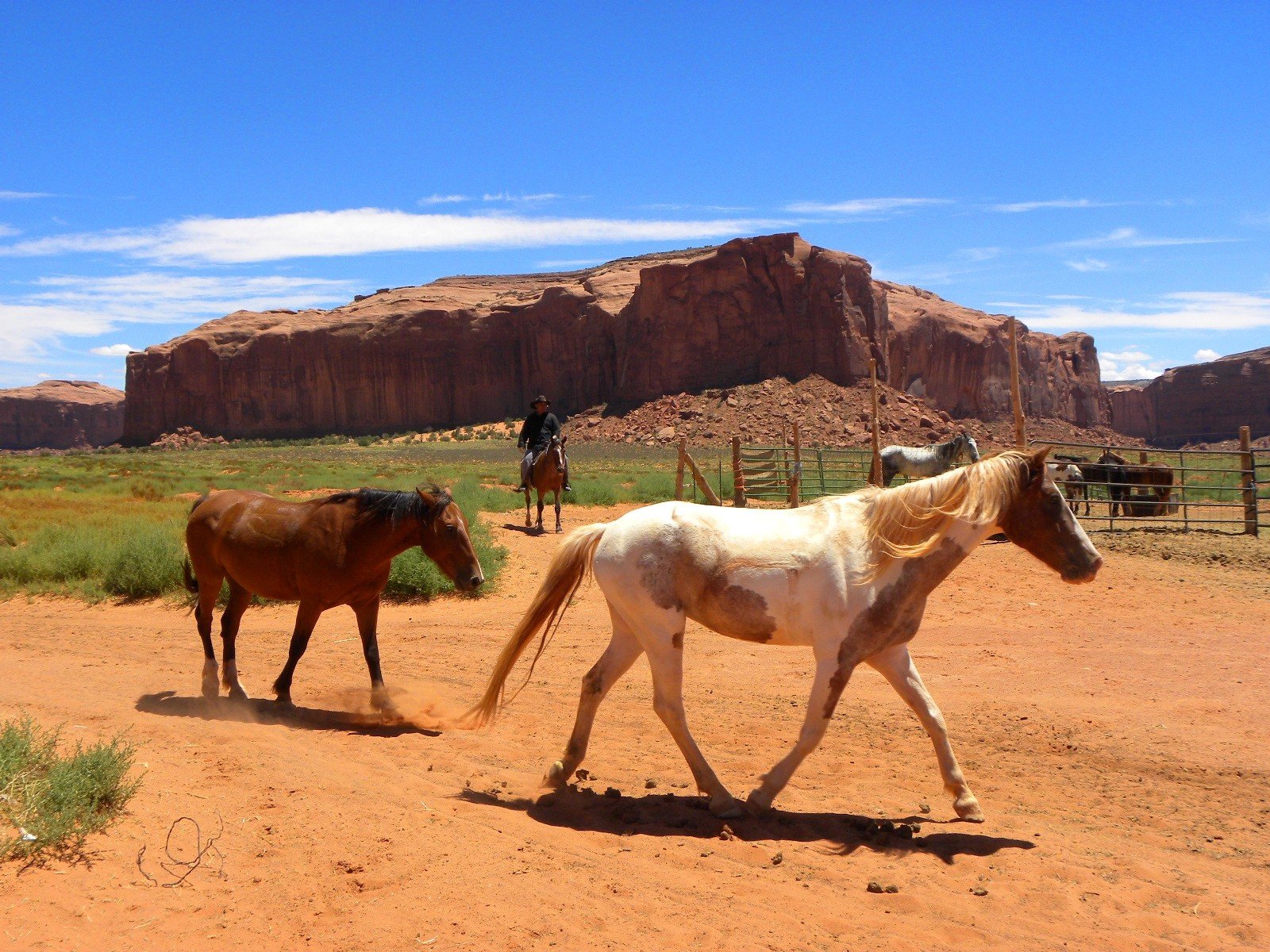 horses Wallpaper