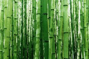 green, Nature, Bamboo