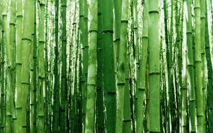 green, Nature, Bamboo HD Wallpaper Desktop Background