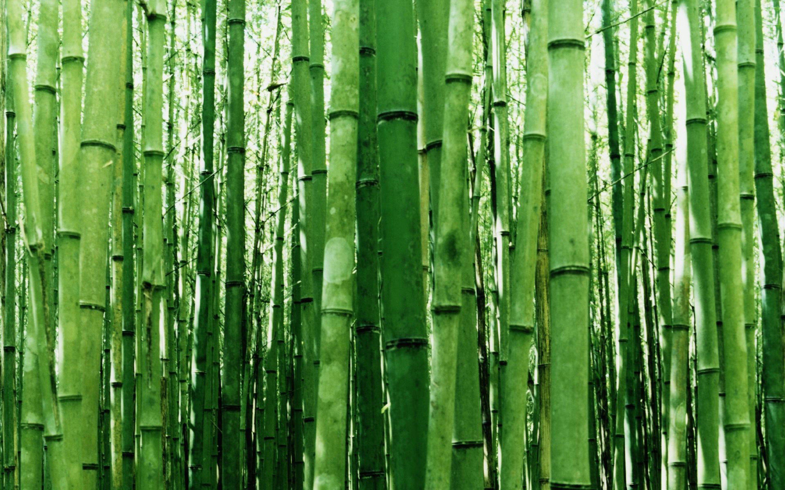 green, Nature, Bamboo Wallpaper