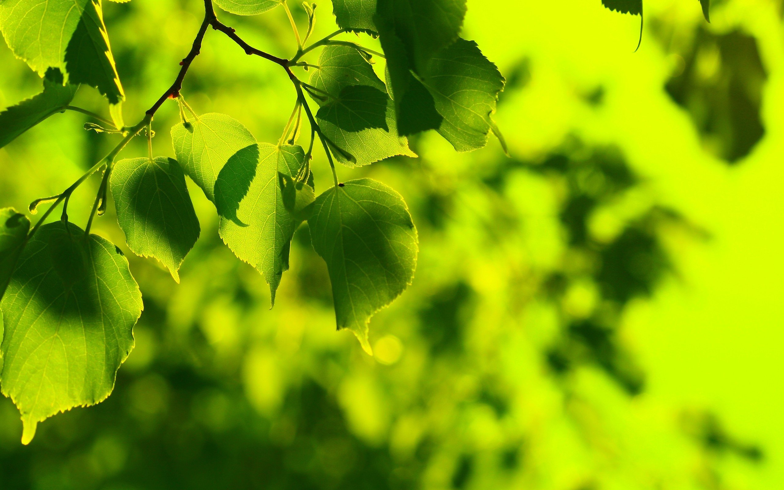 green, Nature, Trees, Leaves Wallpaper