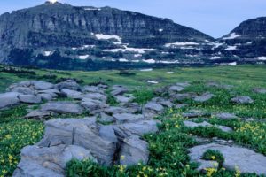 mountains, Flowers, Rocks, Glacier, Logan, National, Park