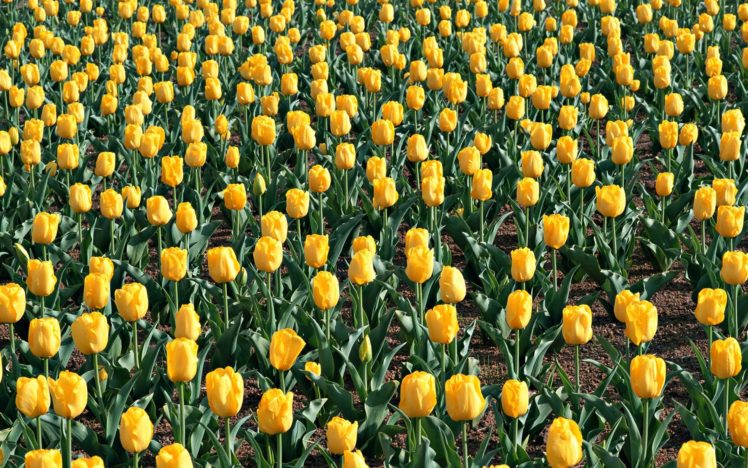 flowers, Tulips, Yellow, Flowers HD Wallpaper Desktop Background