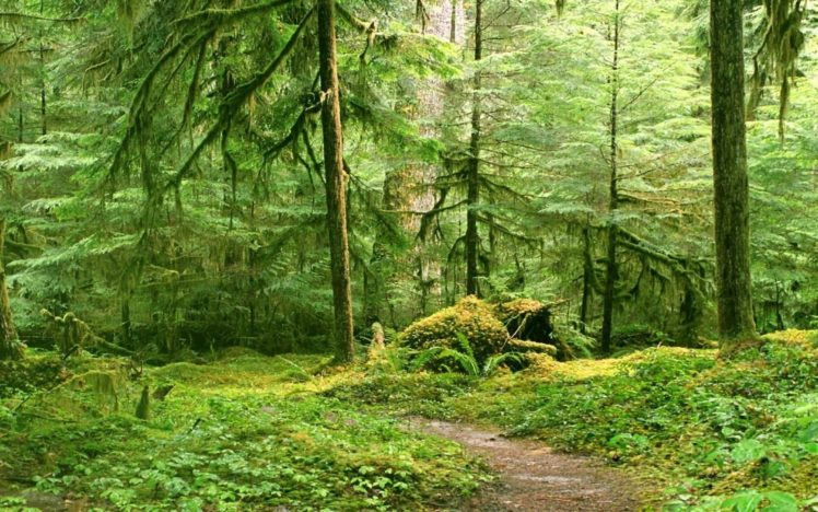 forests, Trail, Moss HD Wallpaper Desktop Background