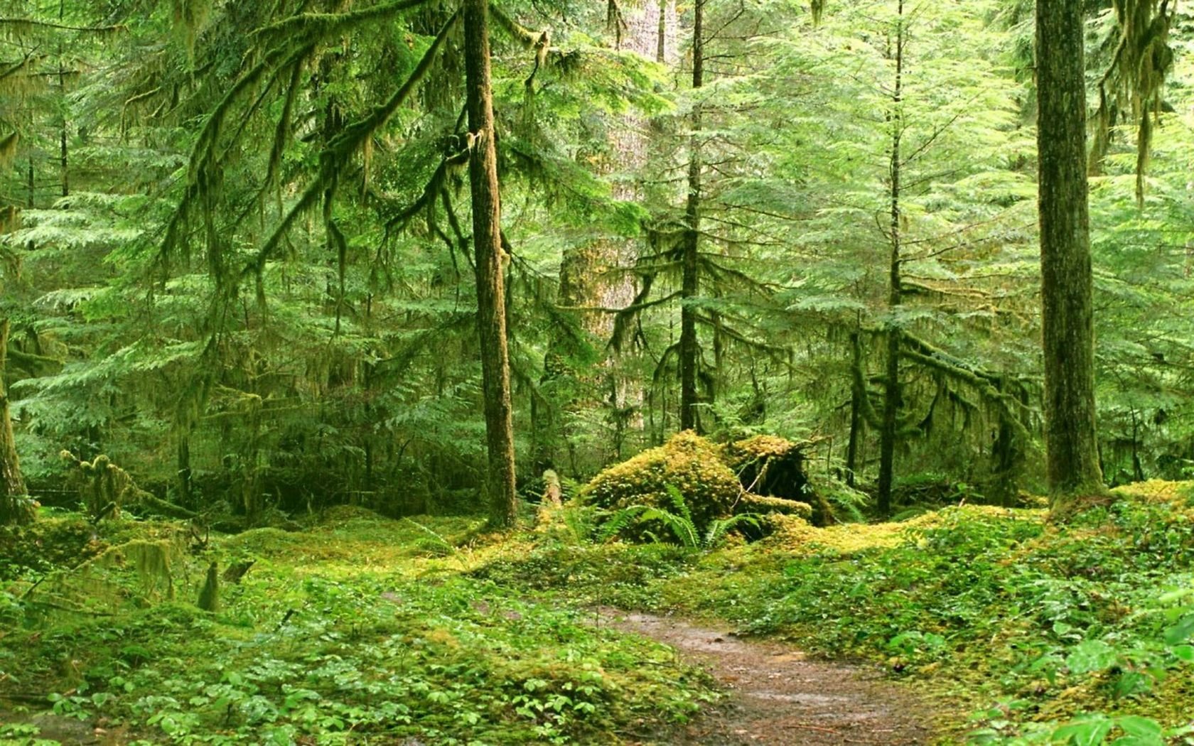 forests, Trail, Moss Wallpaper