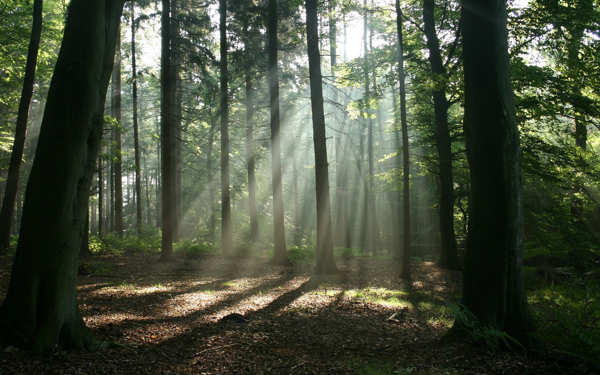 landscapes, Forest, Sun, Rays Wallpaper