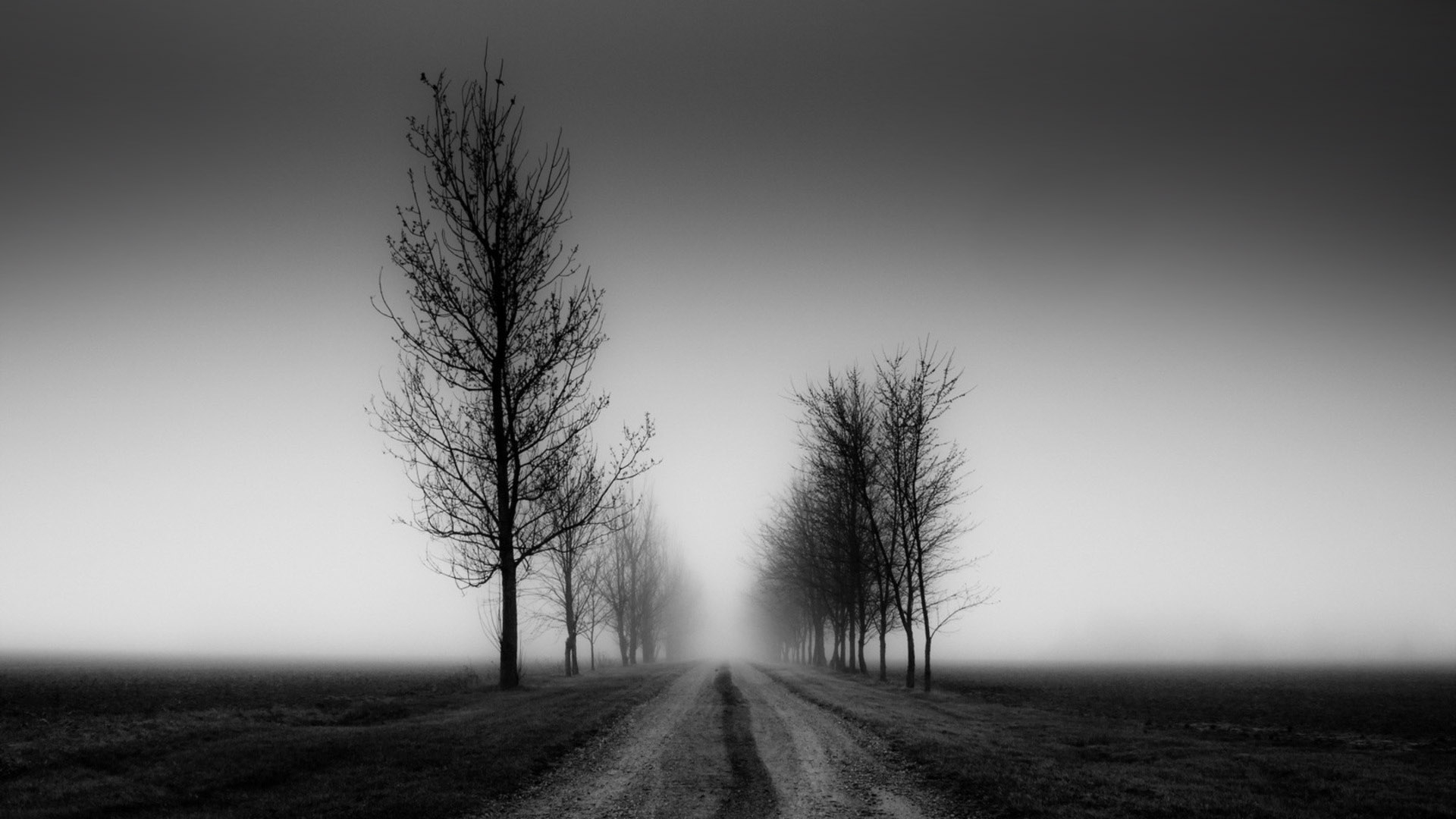 nature, Landscapes, Trees, Fog, Black, Sky, Mood Wallpaper