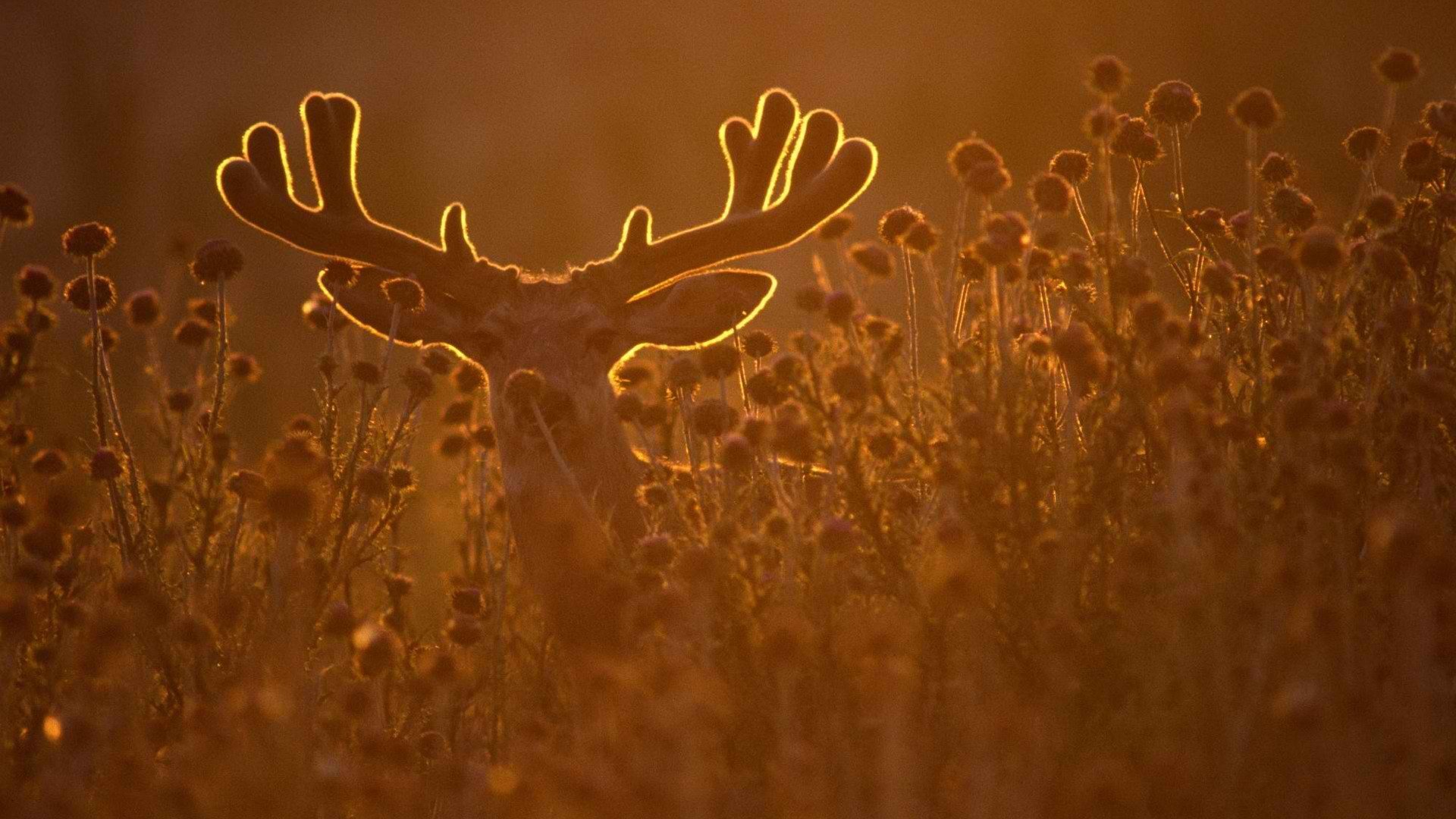 deer Wallpaper
