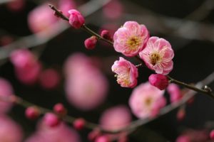 japan, Cherry, Blossoms, Flowers, Spring