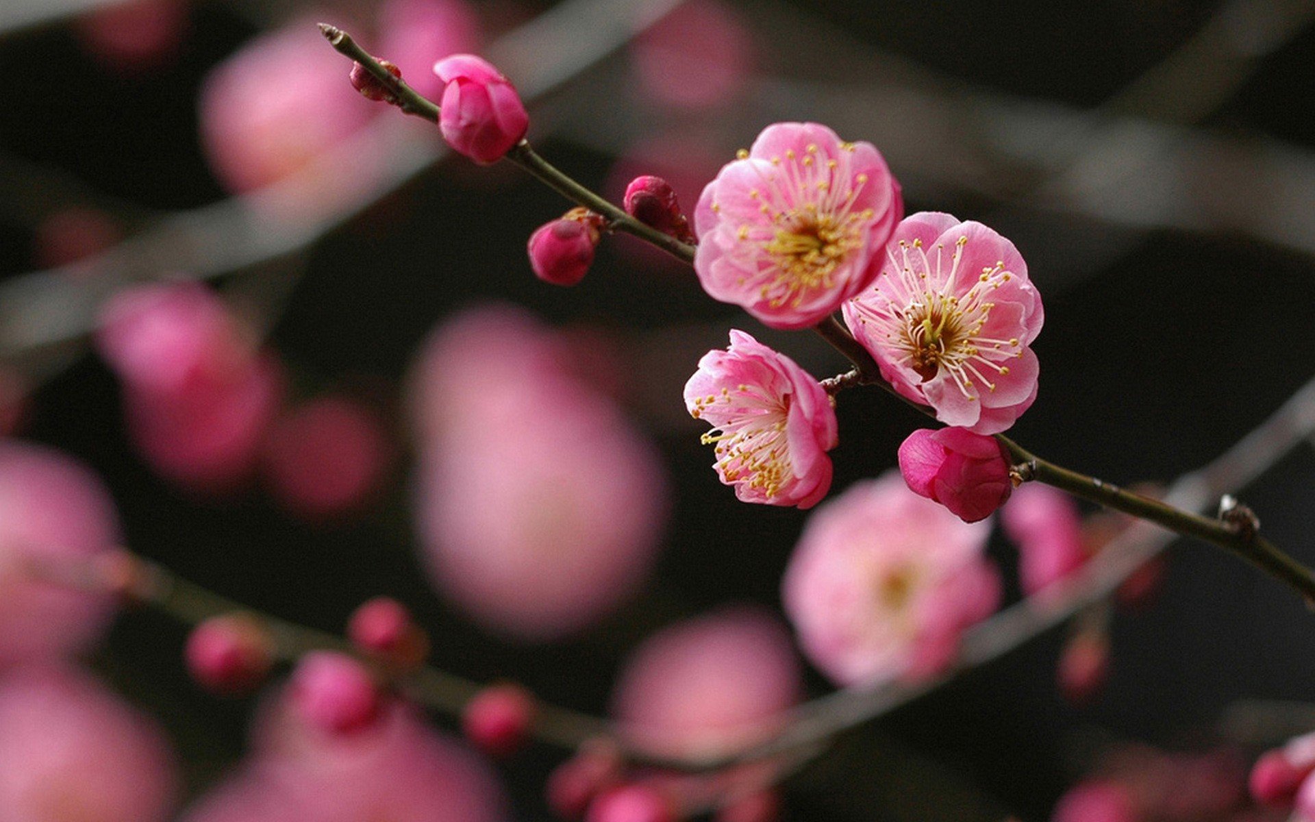 japan, Cherry, Blossoms, Flowers, Spring Wallpaper