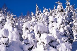 snow, Trees, Canada, Spruce