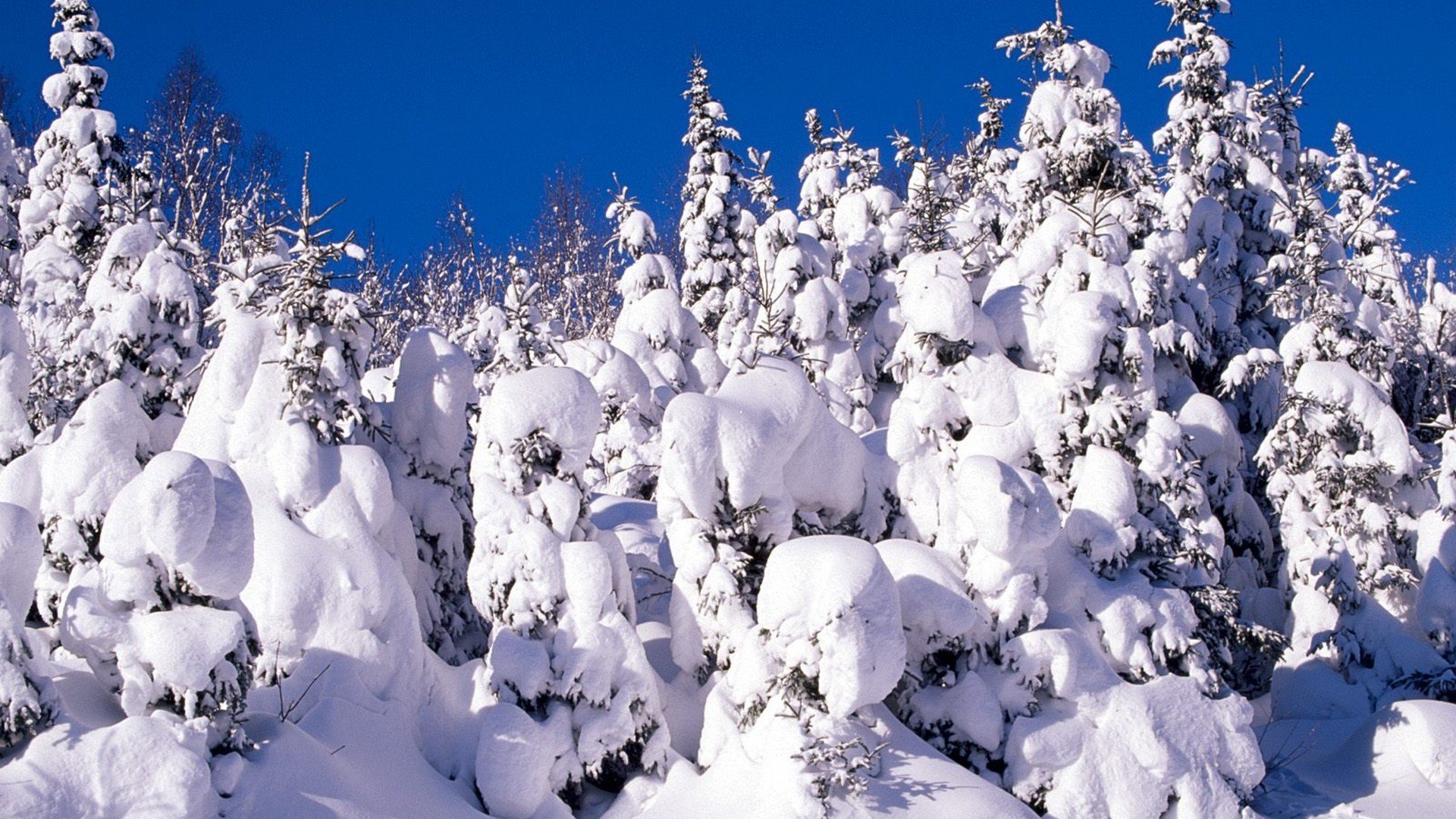 snow, Trees, Canada, Spruce Wallpaper