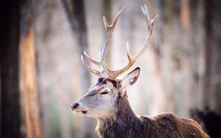 nature, Deer HD Wallpaper Desktop Background