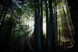 landscapes, Forest, Sun, Beam, Ray, Light, Filter