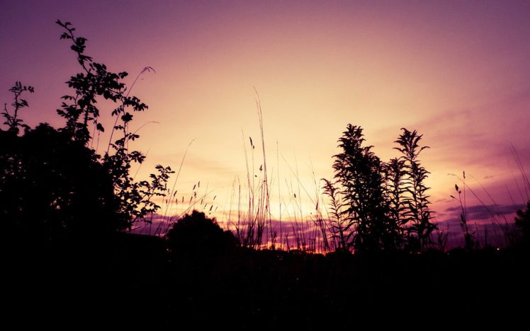sunset, Landscapes, Forests HD Wallpaper Desktop Background