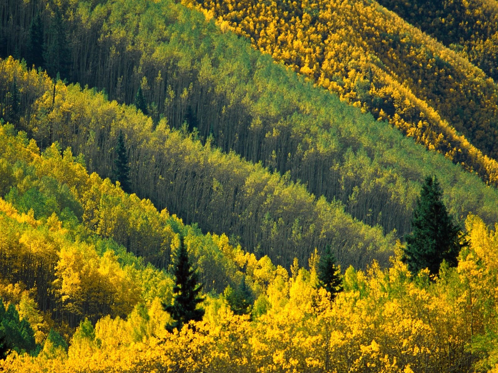 landscapes, Nature, Forests Wallpaper