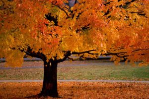 autumn, Orange, Leaves, Fallen, Leaves