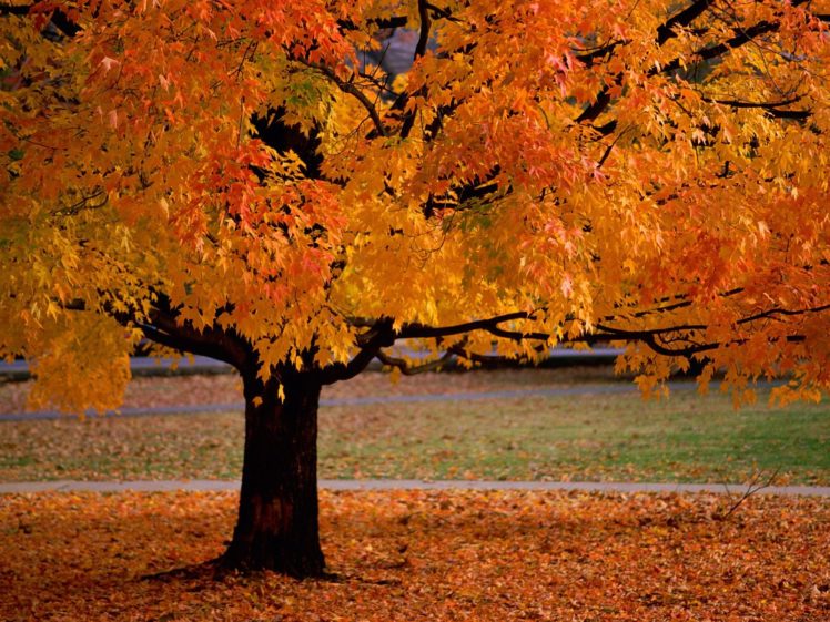 autumn, Orange, Leaves, Fallen, Leaves HD Wallpaper Desktop Background