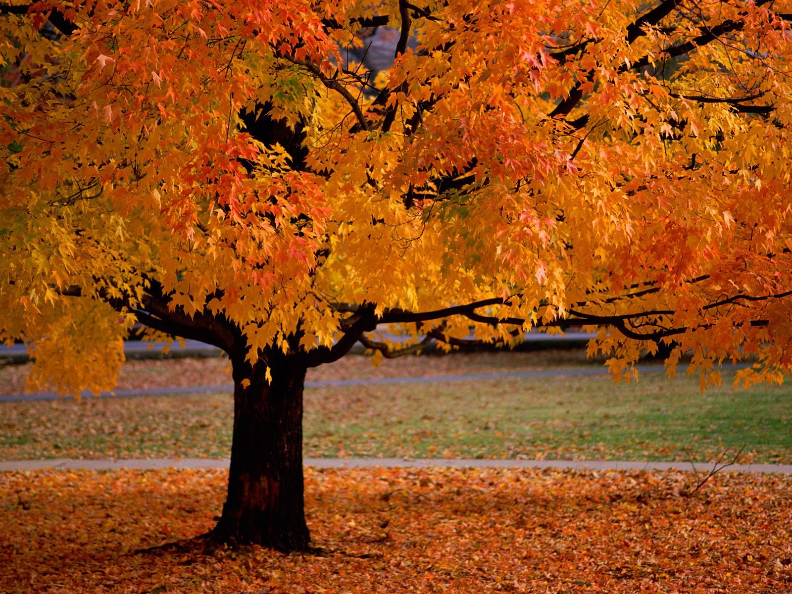 autumn, Orange, Leaves, Fallen, Leaves Wallpaper