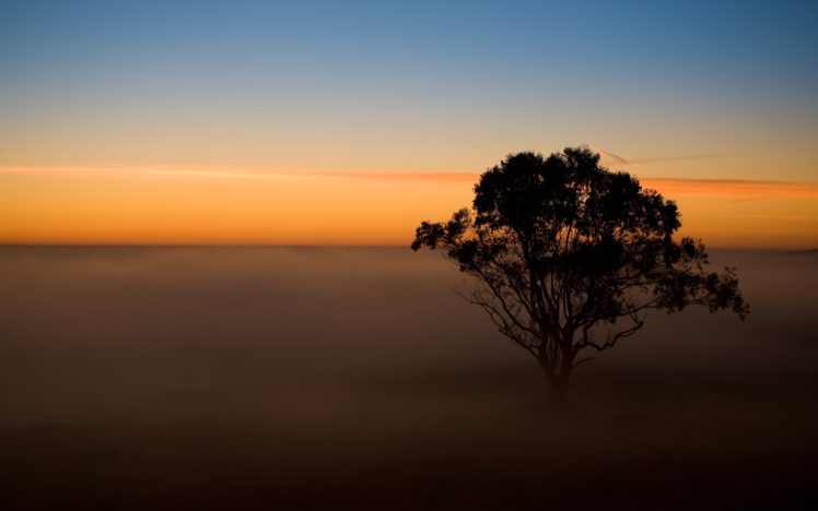 tree, In, The, Mist HD Wallpaper Desktop Background
