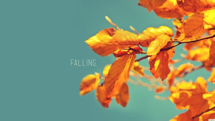 autumn, November HD Wallpaper Desktop Background