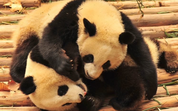 animals, Panda, Bears HD Wallpaper Desktop Background